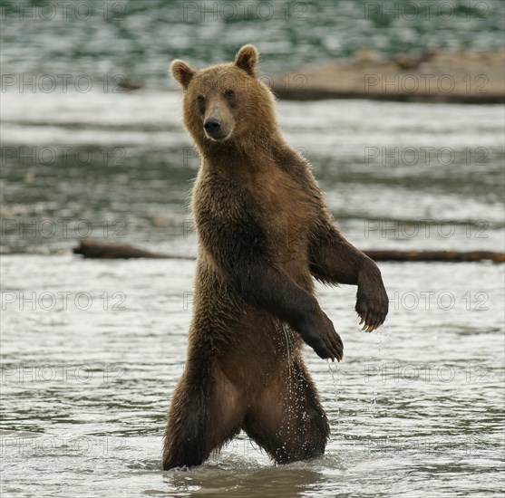 Brown bear