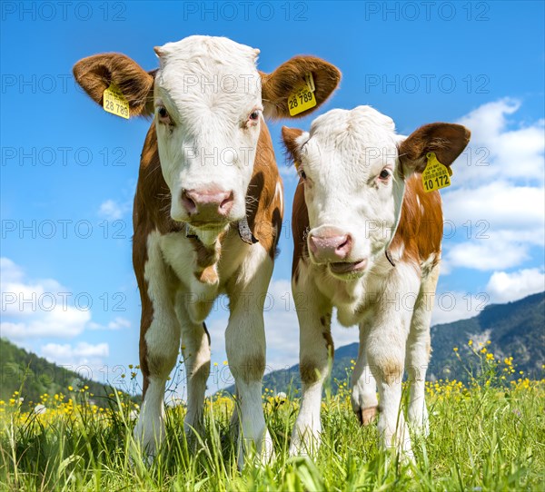 Two young calves
