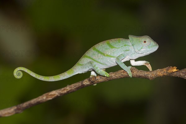 Parson's chameleon