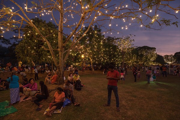 Trees decorated with fairy lights