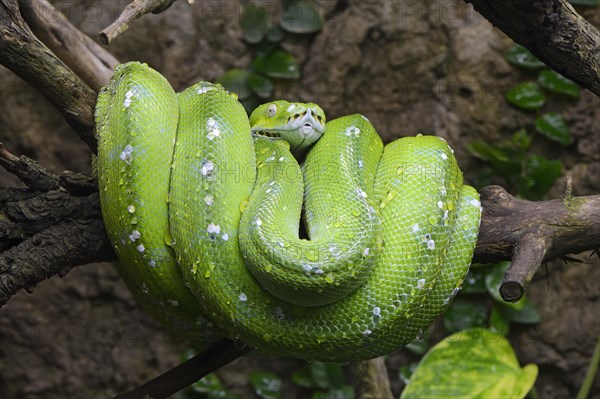 Green tree python