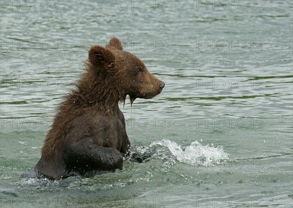 Brown bear