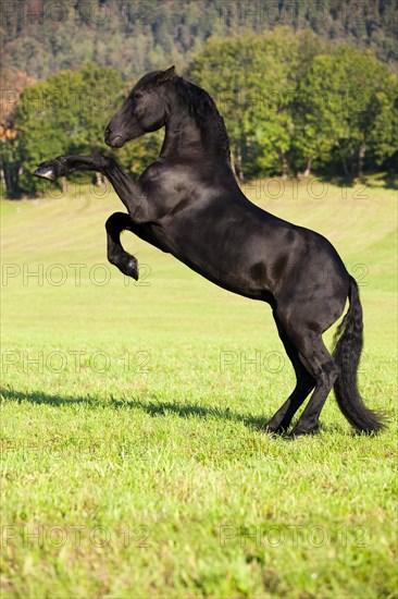 Friesian horse on hind legs