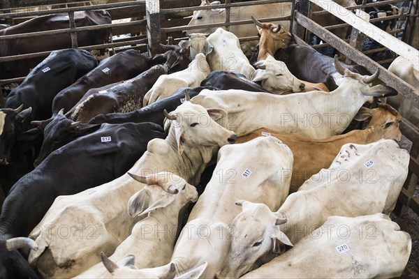 Cramped cattle in auction hall