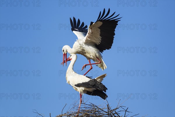 White stork