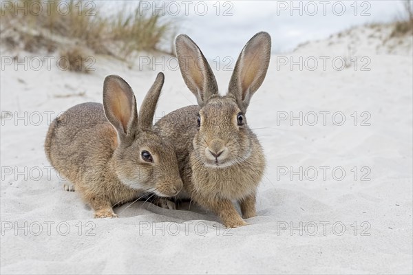 Wild rabbits