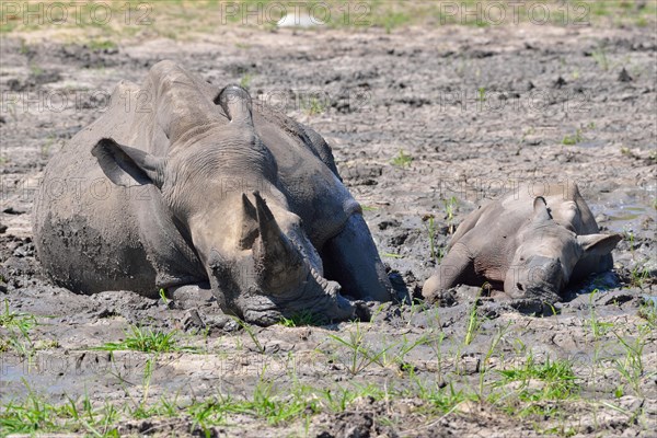 White rhinoceroses