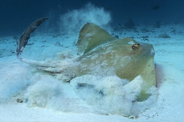 Cowtail stingray