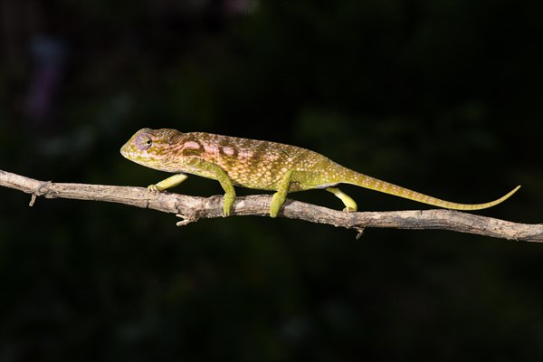 Jewel chameleon