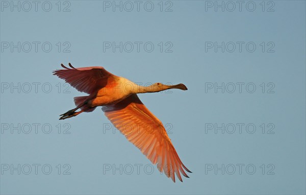 Roseate spoonbill