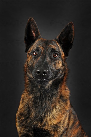 Dutch Shepherd