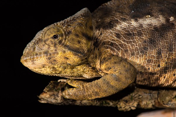 Female chameleon