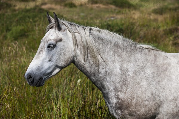 Connemara pony