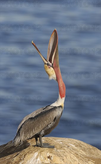 Brown Pelican