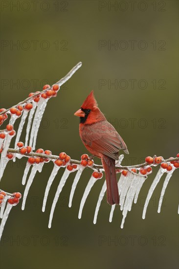 Northern cardinal