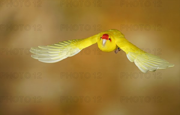 Red-crowned parakeet or red-fronted parakeet