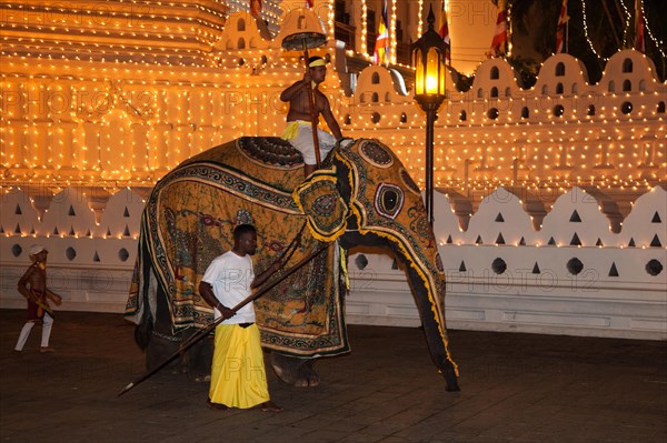 Decorated elephant