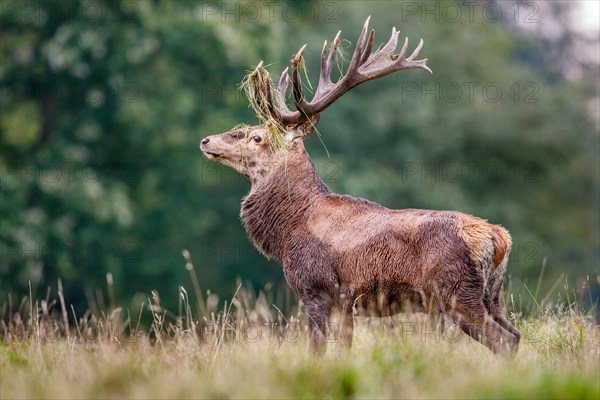 Red deer