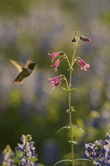 Black-chinned Hummingbird