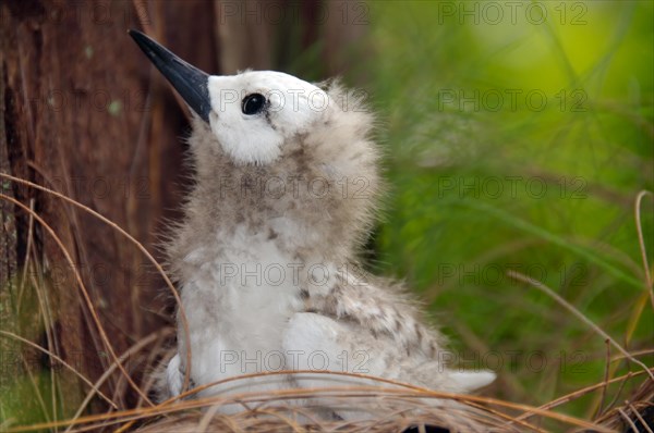 Fairy tern