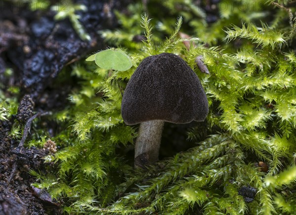 Pluteus ephebeus (Pluteus ephebeus)