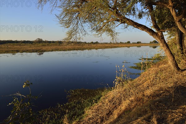 Kwando river