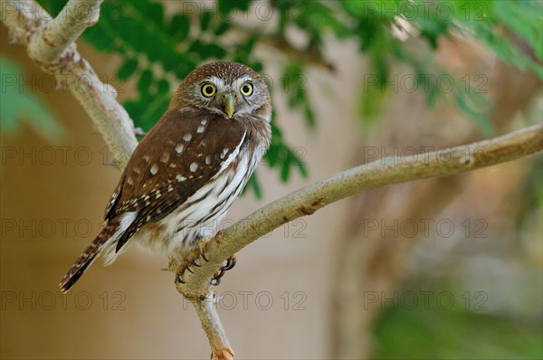 Ferruginous pygmy owl (glaucidium brasilianum)