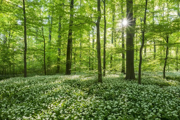 Common Beech forest (Fagus sylvatica) with flowering Ramsom (Allium ursinum)