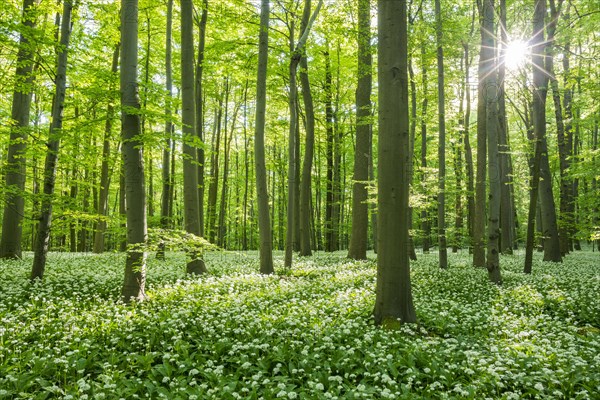 Common Beech forest (Fagus sylvatica) with flowering Ramsom (Allium ursinum)