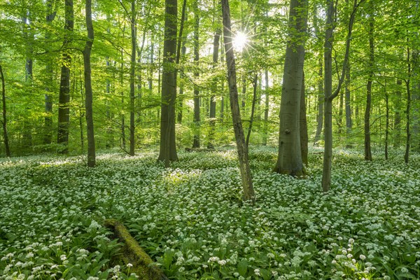 Common Beech forest (Fagus sylvatica) with flowering Ramsom (Allium ursinum)