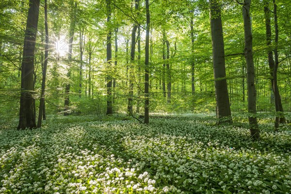 Common Beech forest (Fagus sylvatica) with flowering Ramsom (Allium ursinum)