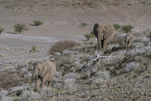 African bush elephants (Loxodonta africana)