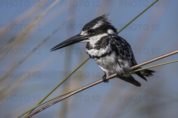 Pied kingfisher (Ceryle rudis)