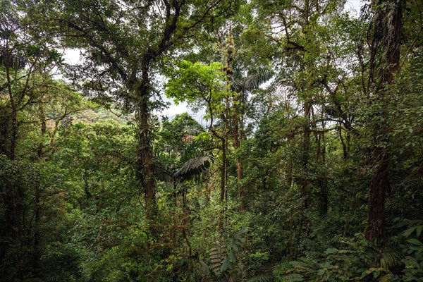 Dense vegetation in tropical rainforest