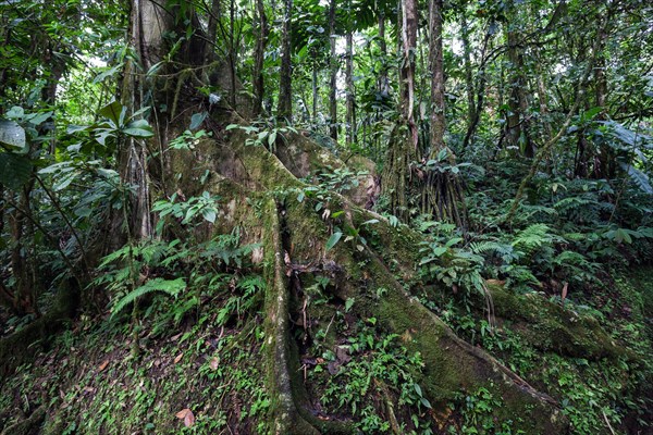 Extensive tree roots