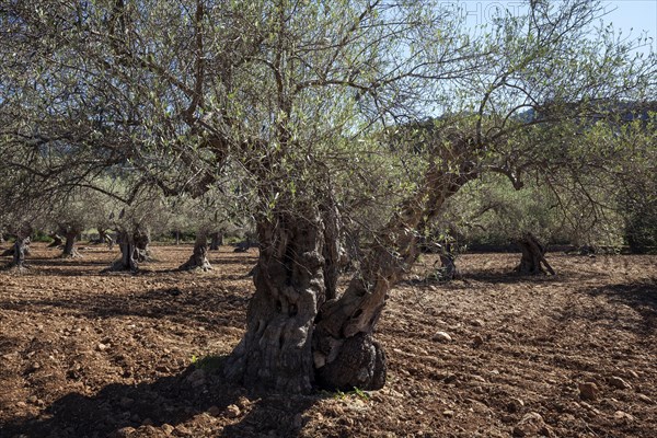 Olive plantation