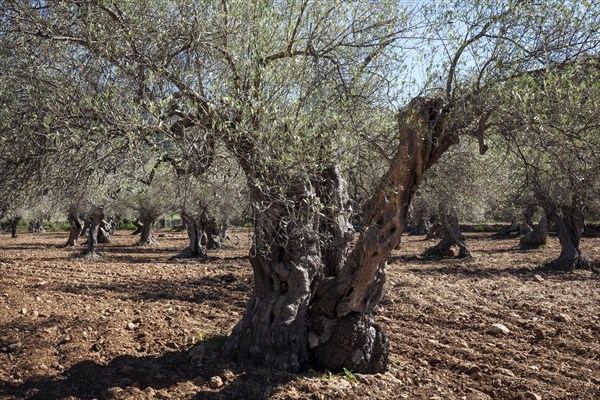 Olive plantation