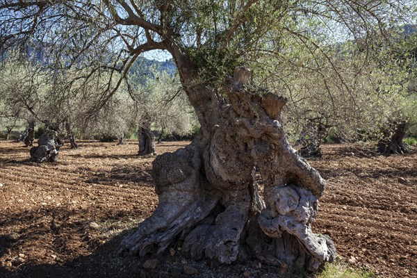 Olive plantation