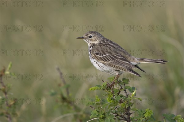 Meadow pipit (Anthus pratensis)