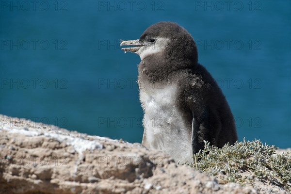 Magellanic penguin (Spheniscus magellanicus)