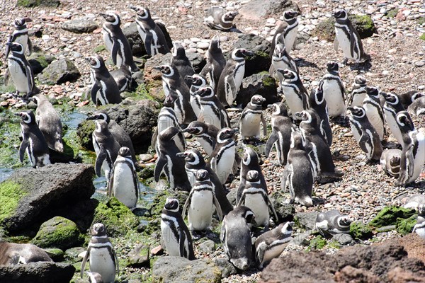 Magellanic penguins (Spheniscus magellanicus)