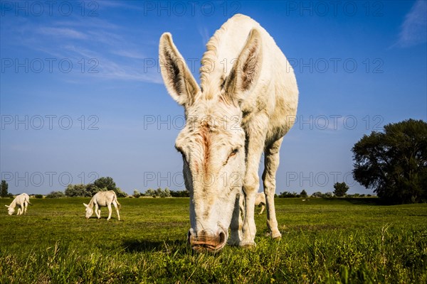 Austrian-Hungarian white Donkey (Equus asinus asinus)