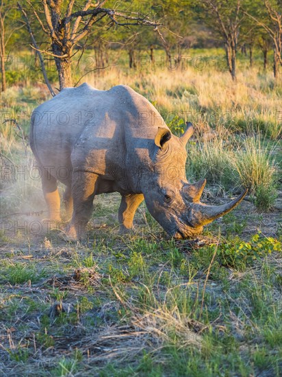 White Rhinoceros (Ceratotherium simum) grazing in the morning light