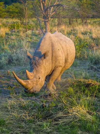 White Rhinoceros (Ceratotherium simum) grazing