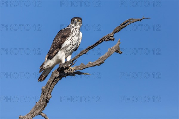 Perched African hawk eagle (Hieraaetus spilogaster)