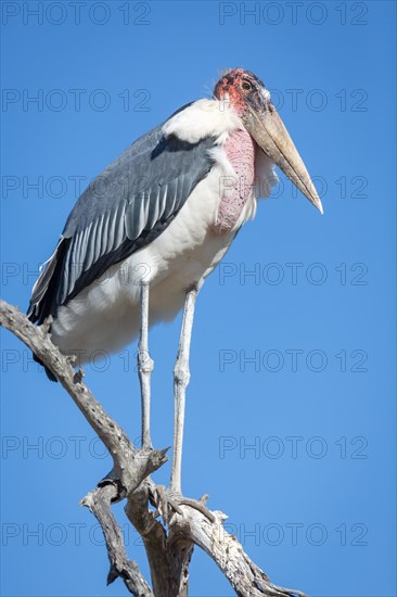Perched marabou stork (Leptoptilos crumeniferus) Timbavati Game Reserve