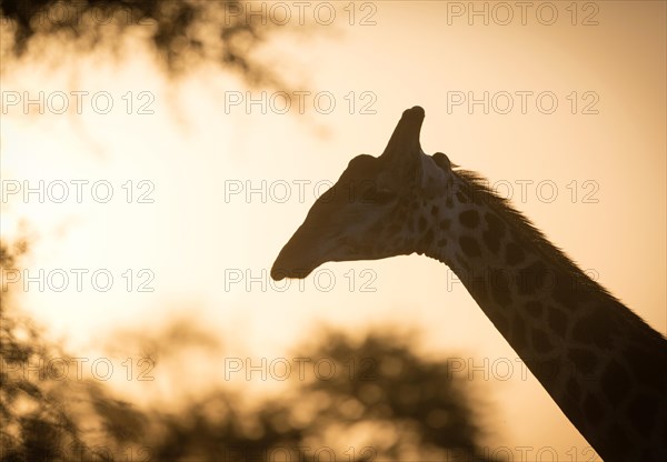 Giraffe at sunset