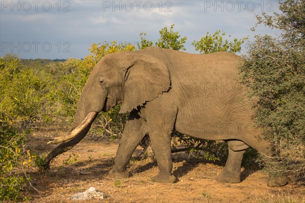 African bush elephant (Loxodonta africana)