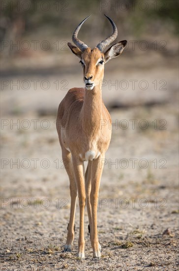 Male impala (Aepyceros melampus)