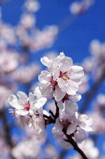 Almond blossoms